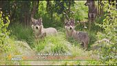 Un animale da scoprire: il lupo