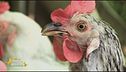 Animali da cortile, quando e come è consentito detenerne?
