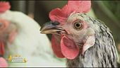 Animali da cortile, quando e come è consentito detenerne?
