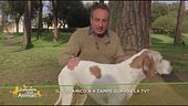 Il tuo amico a 4 zampe guarda la tv?