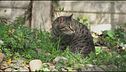 Giulio, un bel gattone tigrato di 6 anni in cerca di una famiglia
