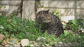 Giulio, un bel gattone tigrato di 6 anni in cerca di una famiglia