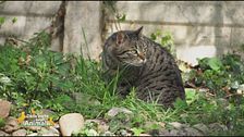 Giulio, un bel gattone tigrato di 6 anni in cerca di una famiglia