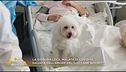 La signora Lola salvata dall'amore del suo cane