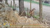 Alessandro e i mufloni salvati all'Isola del Giglio