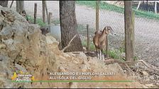 Alessandro e i mufloni salvati all'Isola del Giglio