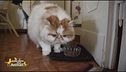 Brando, il gatto curiosone di...Roberto Alessi
