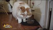 Brando, il gatto curiosone di...Roberto Alessi