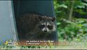 Un animale da scoprire: il procione