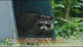Un animale da scoprire: il procione