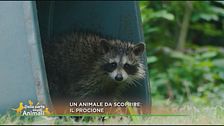 Un animale da scoprire: il procione
