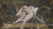 Scopriamo il polpo