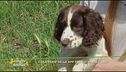 Cosa pensi delle app per chi ha un cane?