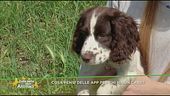 Cosa pensi delle app per chi ha un cane?