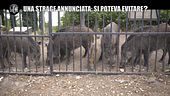 NINA: Massacro di cinghiali a Roma: perché sono stati uccisi?