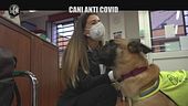 MARTINELLI: Coronavirus, i cani potrebbero aiutarci a trovare i positivi