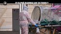 PECORARO: Ci si può riammalare di coronavirus?