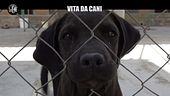 CIZCO: Vita da cani: chi lotta ogni giorno per salvare i randagi