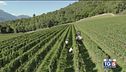 Gusto DiVino: viticoltura di montagna