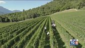 Gusto DiVino: viticoltura di montagna