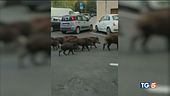 Branchi di cinghiali scorrazzano per Roma