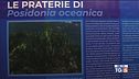Nel Cilento un acquario virtuale