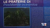 Nel Cilento un acquario virtuale
