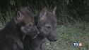 La storia dei due cuccioli di lupo abbandonati nel documentario "Il Contatto"