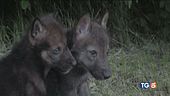 La storia dei due cuccioli di lupo abbandonati nel documentario "Il Contatto"