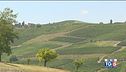 Gusto diVino: Il Barbera