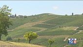 Gusto diVino: Il Barbera