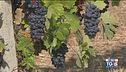 Gusto di Vino: Barbera