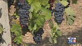 Gusto di Vino: Barbera