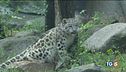 Il leopardo delle nevi una specie da salvare!