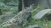 Il leopardo delle nevi una specie da salvare!