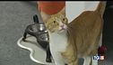 Salvare un gatto ci rende migliori!