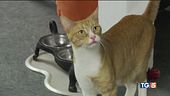 Salvare un gatto ci rende migliori!