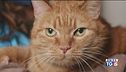I gatti, i più amati dagli italiani