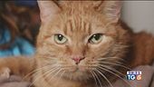 I gatti, i più amati dagli italiani