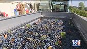 Gusto di Vino