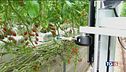Sensori e robot, è l'agricoltura 4.0
