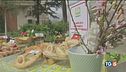 Uova, colombe, pastiere: quelle dolci tradizioni