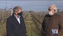 Monte delle Vigne, dove i filari della Malvasia di Candia accompagna i camminanti della Via Francigena