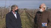 Monte delle Vigne, dove i filari della Malvasia di Candia accompagna i camminanti della Via Francigena