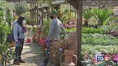 Respirare la bellezza tra i giardini in fiore