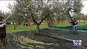 Gusto diVino a Mola di Bari per la raccolta delle olive da olio