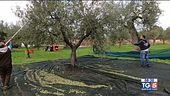 Gusto diVino a Mola di Bari per la raccolta delle olive da olio