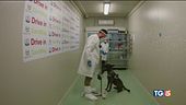 Cani anti-covid, partita la sperimentazione