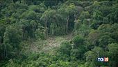 Siccità e roghi, così muore l'Amazzonia
