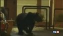 Trasferito nei boschi l'orso goloso di dolci